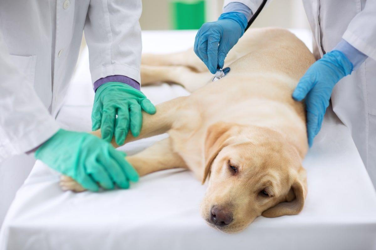 leki toksyczne dla psów 