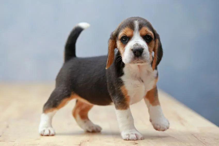 Szczeniak psa rasy beagle