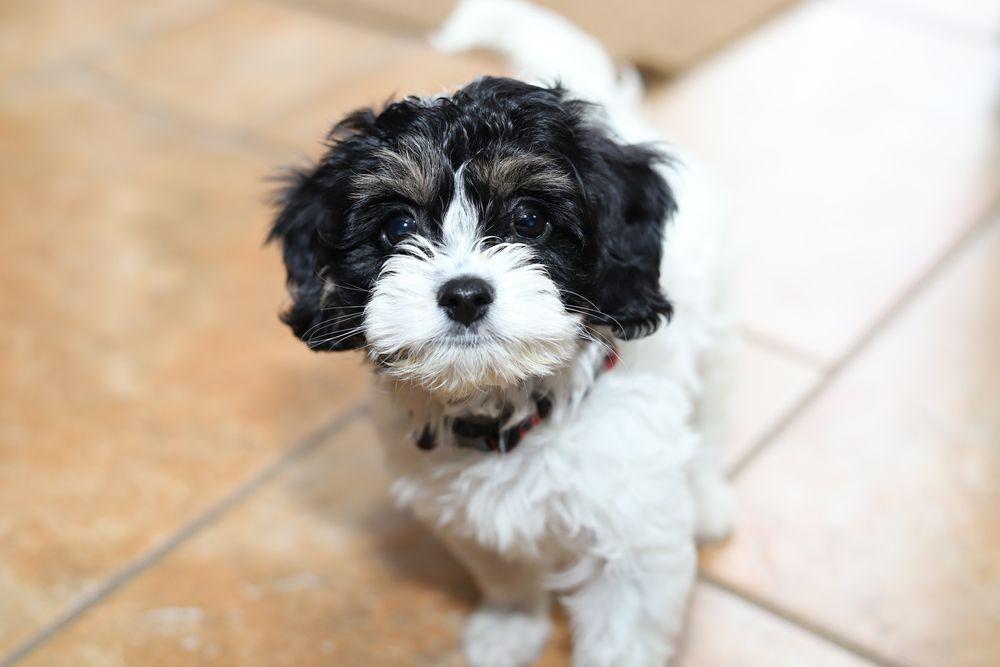 Cavapoo 2.jpg