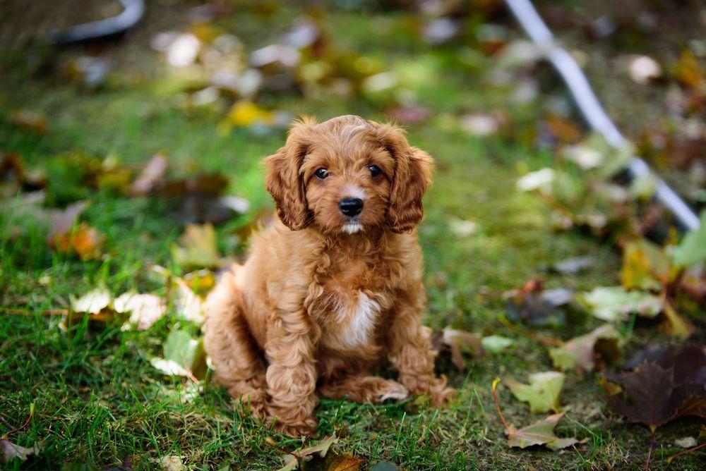 cavapoo charakter