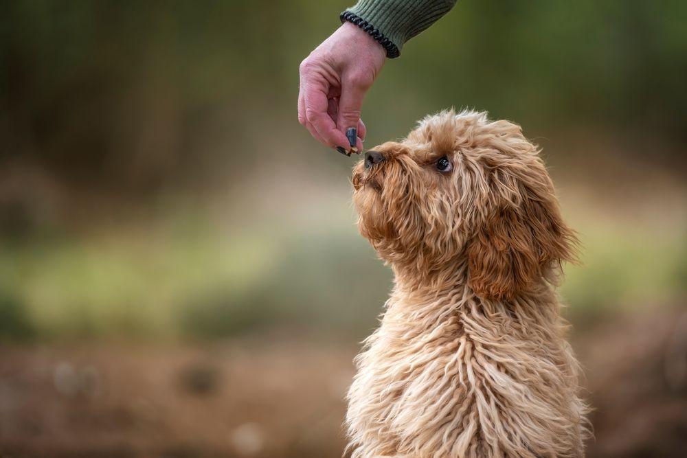 cavapoo szczeniaki