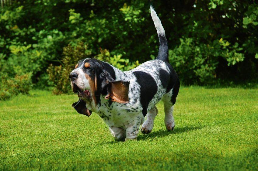 Basset hound