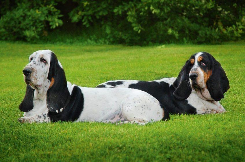 Basset hound