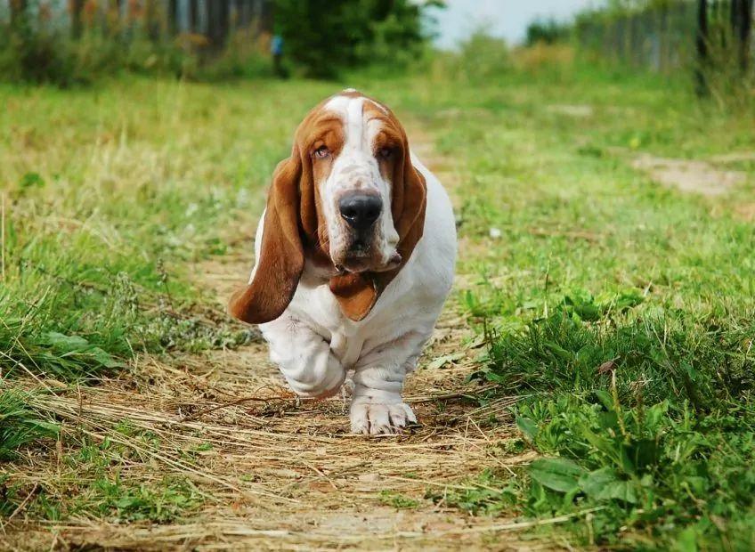 Biegnący basset hound