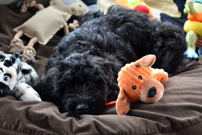 Bouvier des Flandres szczeniak