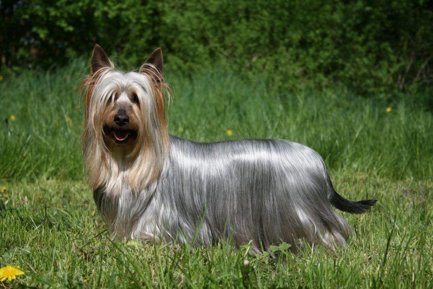 Stojący na trawie silky terrier