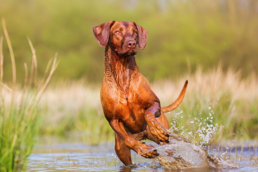 Rhodesian ridgeback Momo