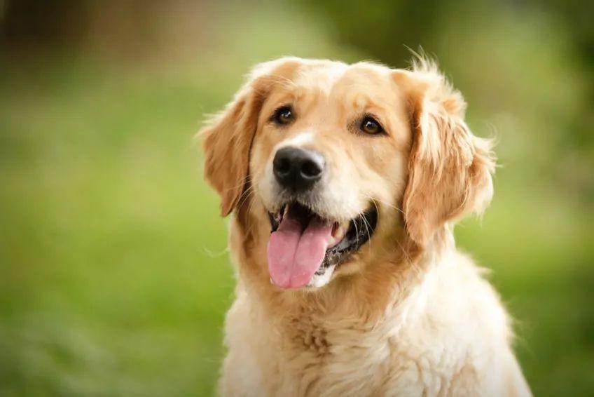 Golden retriever na zielonym tle