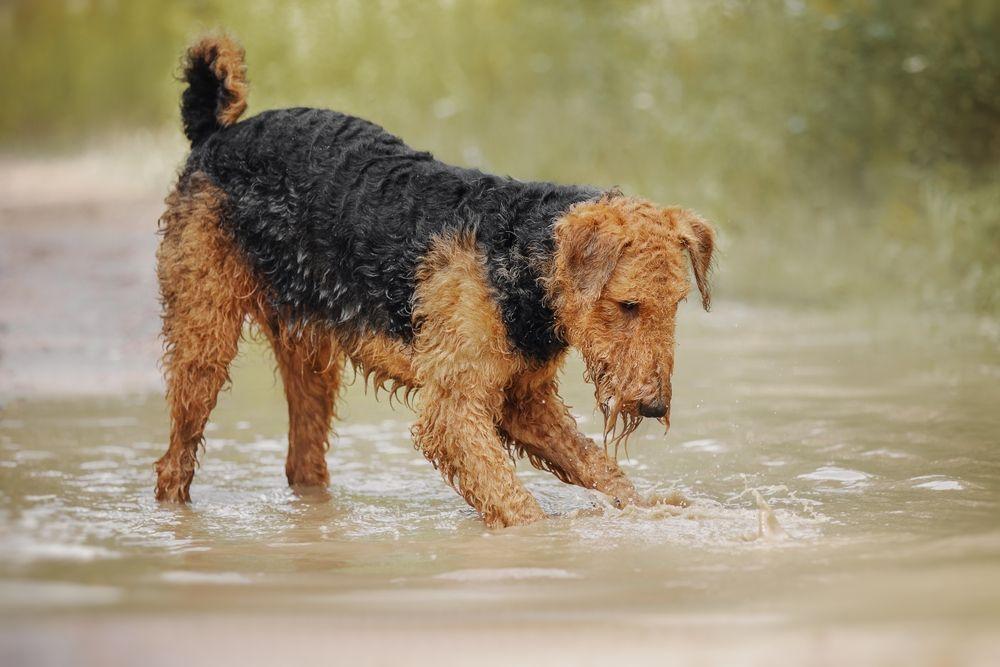 airedale terrier9.jpg