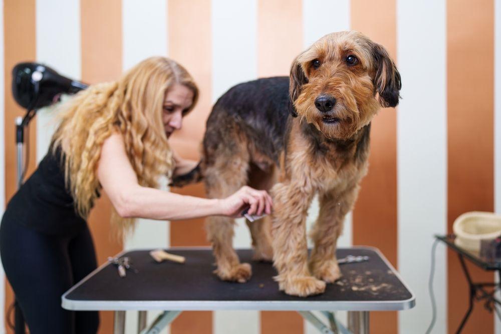 airedale terrier