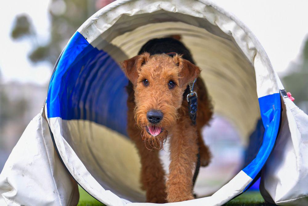 airedale terrier 11.jpg