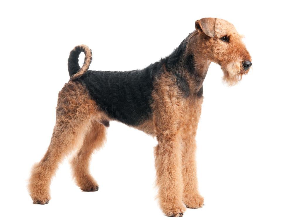 airedale terrier