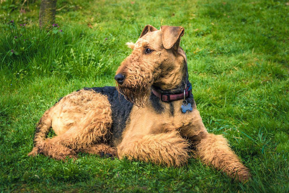 airedale terrier 3.jpg