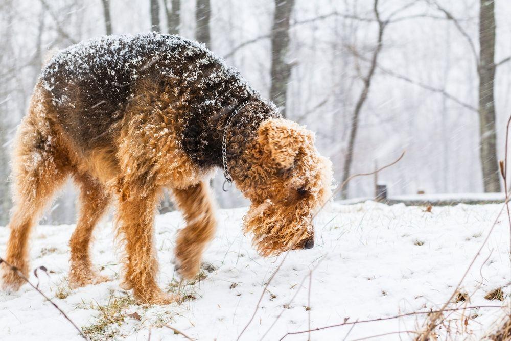 airedale terrier 4.jpg