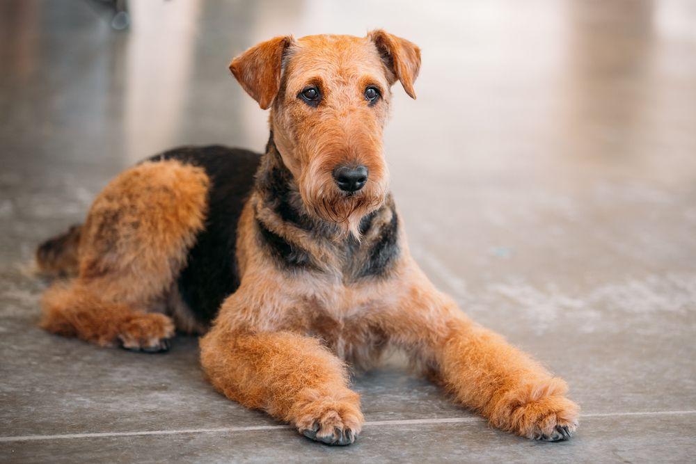 airedale terrier 5.jpg