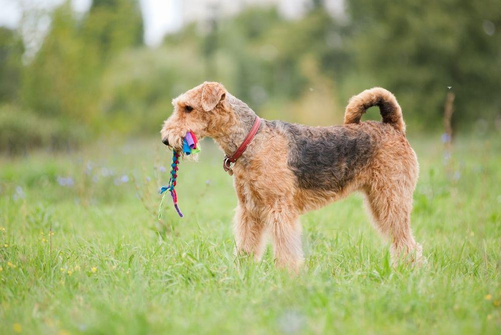 airedale terrier 6.jpg