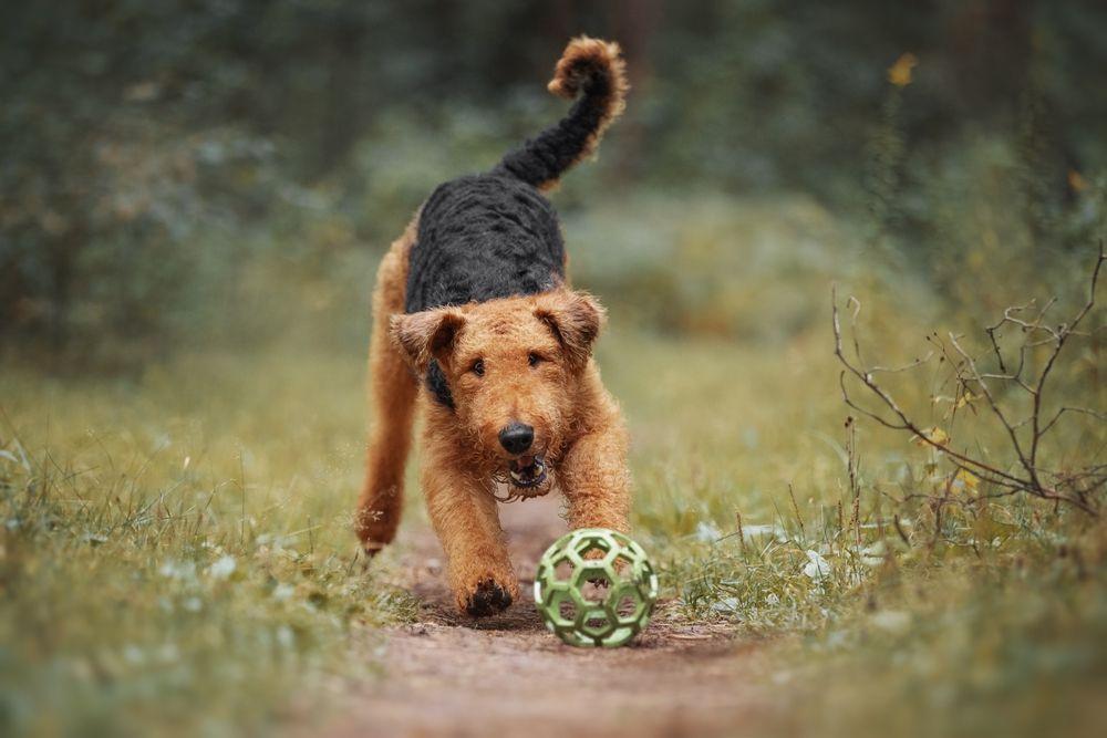 airedale terrier 8.jpg