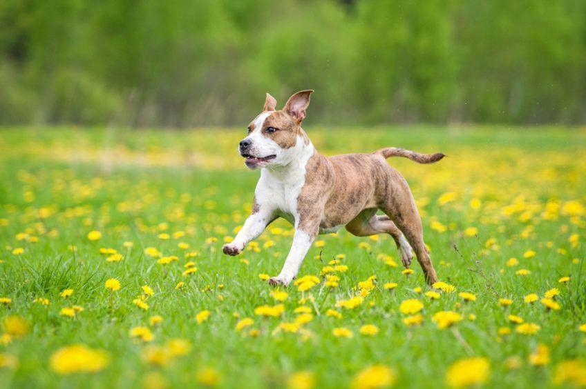 american staffordshire terrier