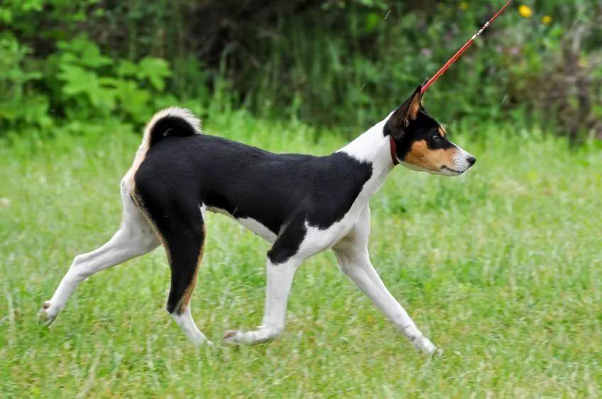 Trikolorowy basenji w kłusie