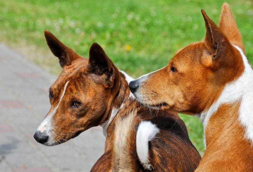 Dwa basenji - pręgowany i rudy w ujęciu od tyłu