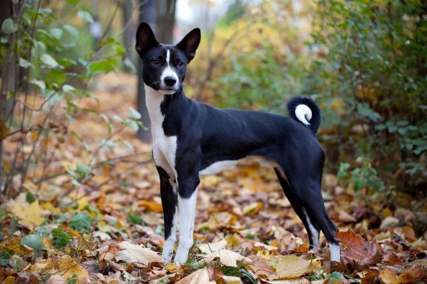 Czarno-biały basenji stojący w liściach