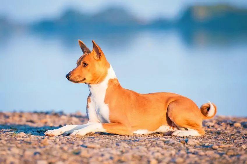 Rudy basenji leżący na tle wody