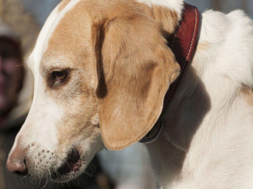 beagle-harrier