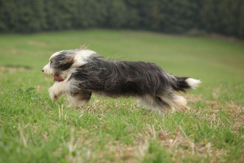 Bearded collie w galopie po łące