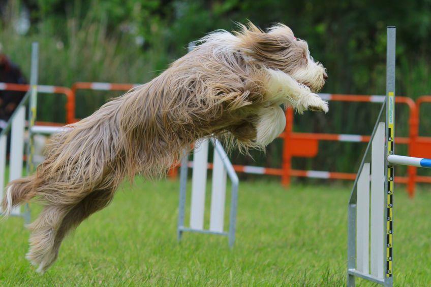 Bearded collie skaczący przez stacjonatę