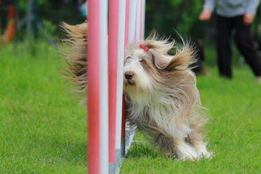 Bearded collie w slalomie