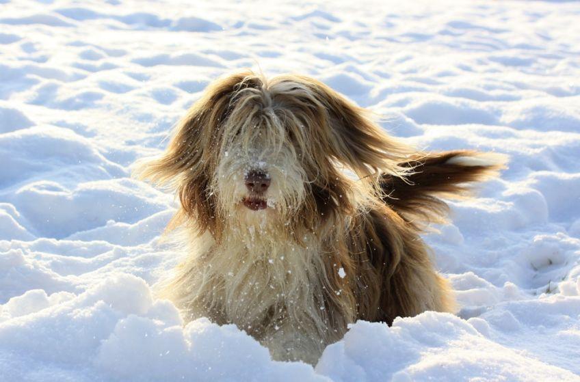 Bearded collie w śniegu