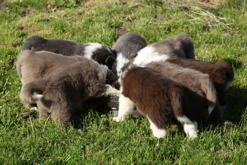 Szczenięta bearded collie jedzące z miski