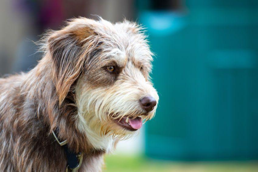 Bearded collie w typie pracującym