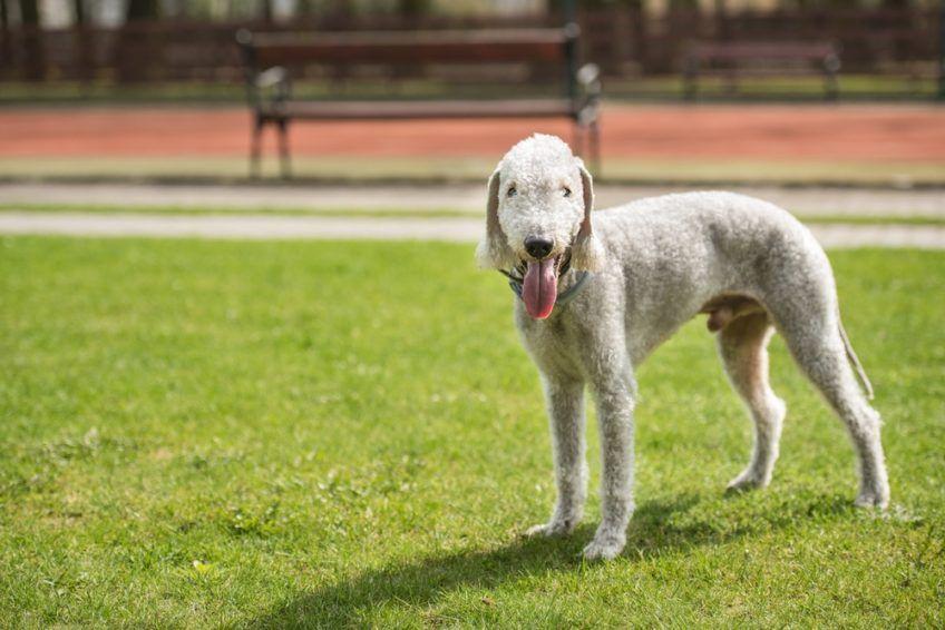 Ostrzyżony na krótko bedlington stojący na trawie