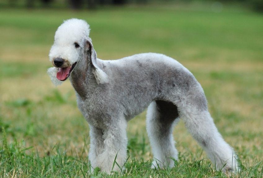 bedlington terier