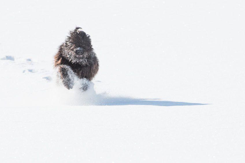 Bergamasco galopujący przez śnieg