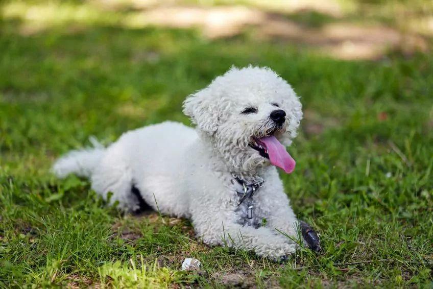 bichon frise na trawie