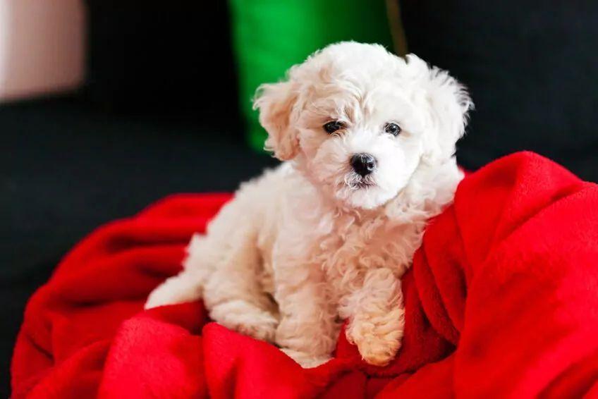 bichon frise