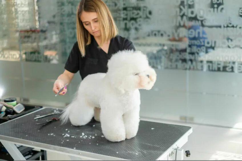bichon frise