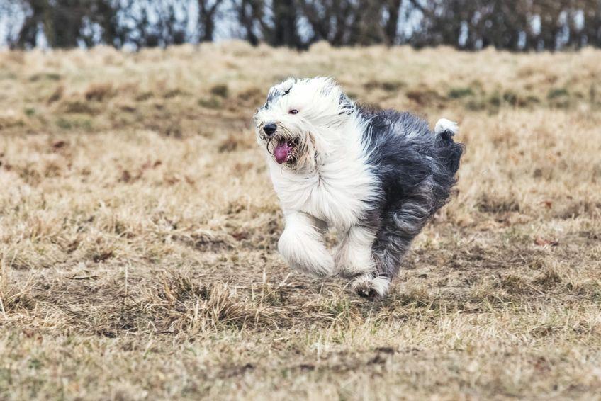 Bobtail w galopie po suchej trawie