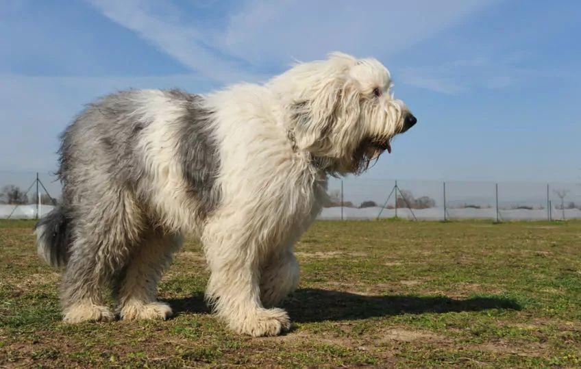 Bobtail stojący na trawie