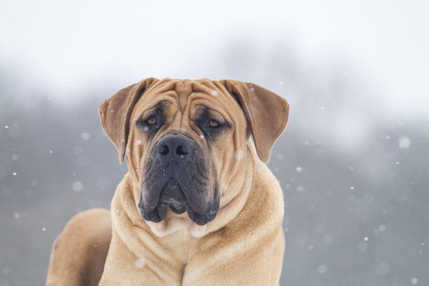 Zimowy portret bourboula boerboel