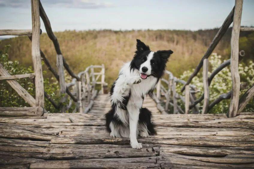 border collie