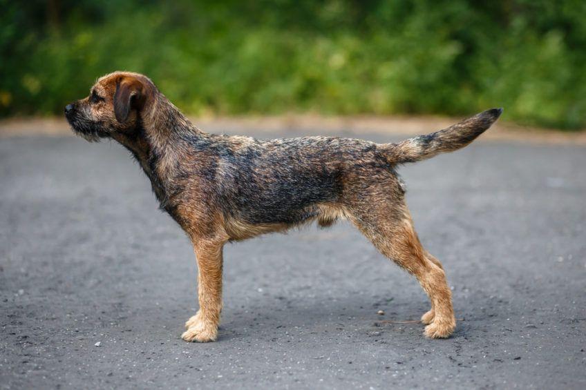 Border terrier w pozycji wystawowej