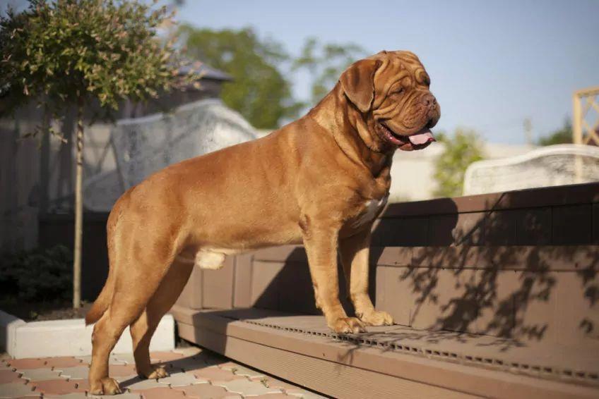 Dogue de Bordeaux stojący z przednimi łapami na schodku