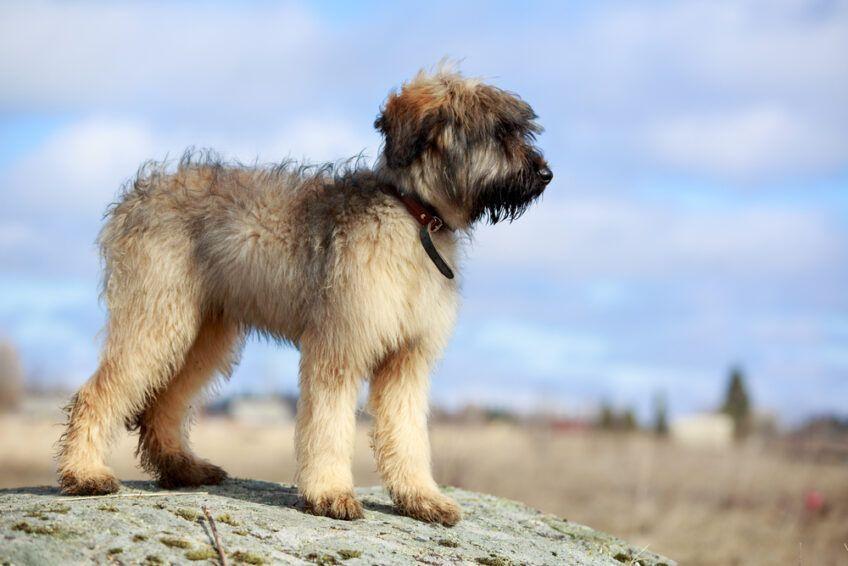 owczarek francuski briard