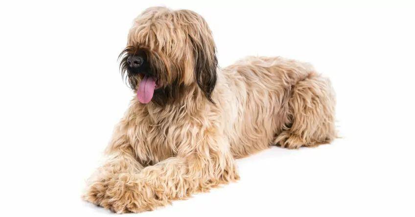 owczarek francuski briard