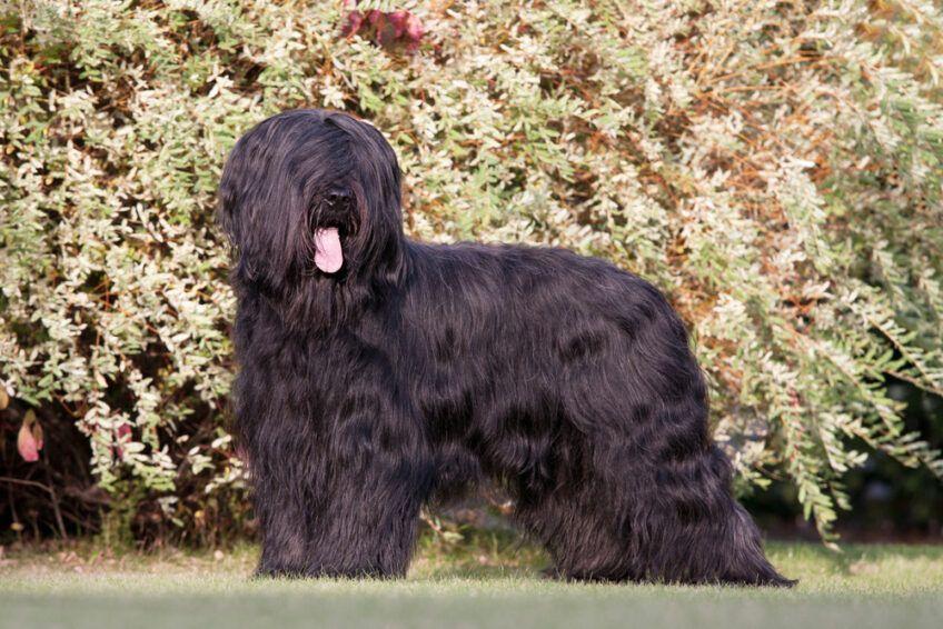 owczarek francuski briard