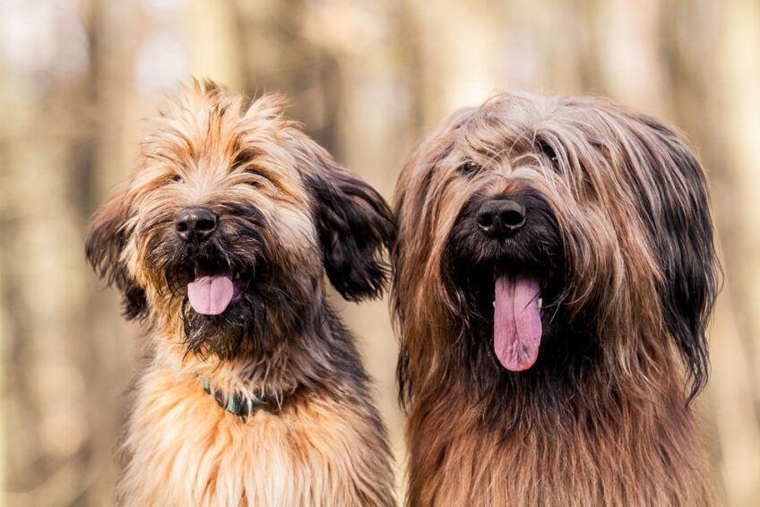 owczarek francuski briard