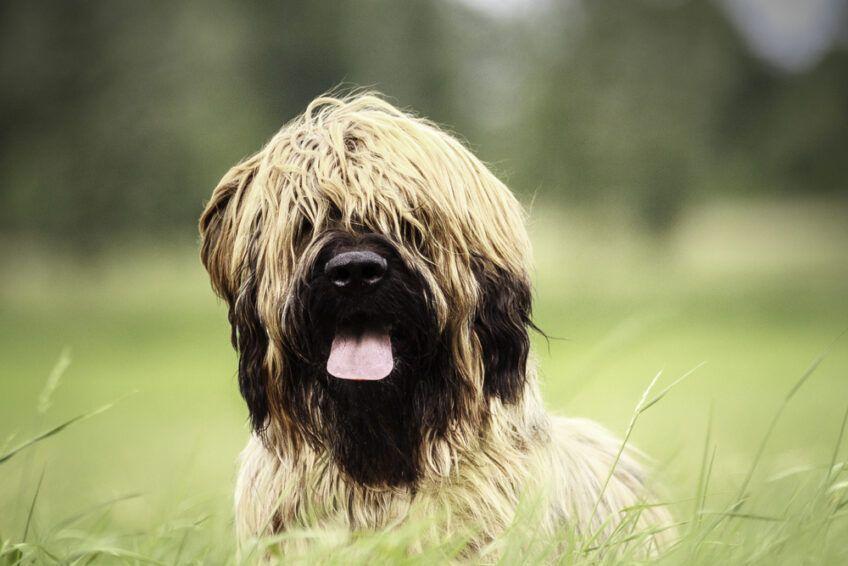 owczarek francuski briard